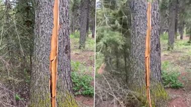 Viral Video of 'Breathing Tree' in Canada's Forest Will Make Your Hearts Skip a Beat!